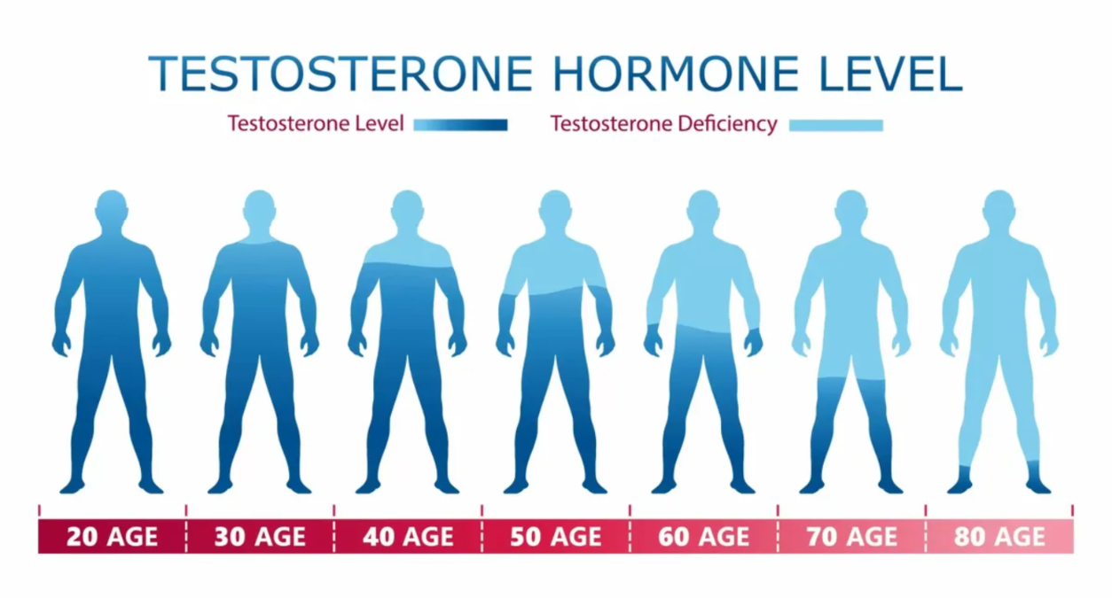 Chart illustrating testosterone hormone levels in men, showing the gradual decline from age 20 to 80. Visual representation highlights testosterone deficiency over time and serves as a guide to understanding low testosterone and potential replacement therapy options.